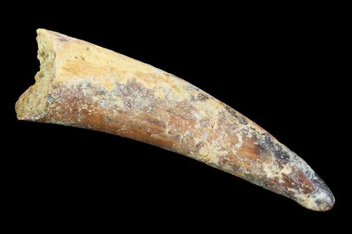 Huge, Pterosaur (Siroccopteryx) Tooth - Morocco #101708